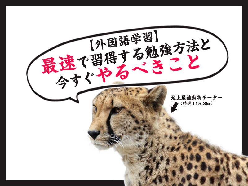 外国語学習 最速で習得する勉強方法と今すぐやるべきこと Ziccommune