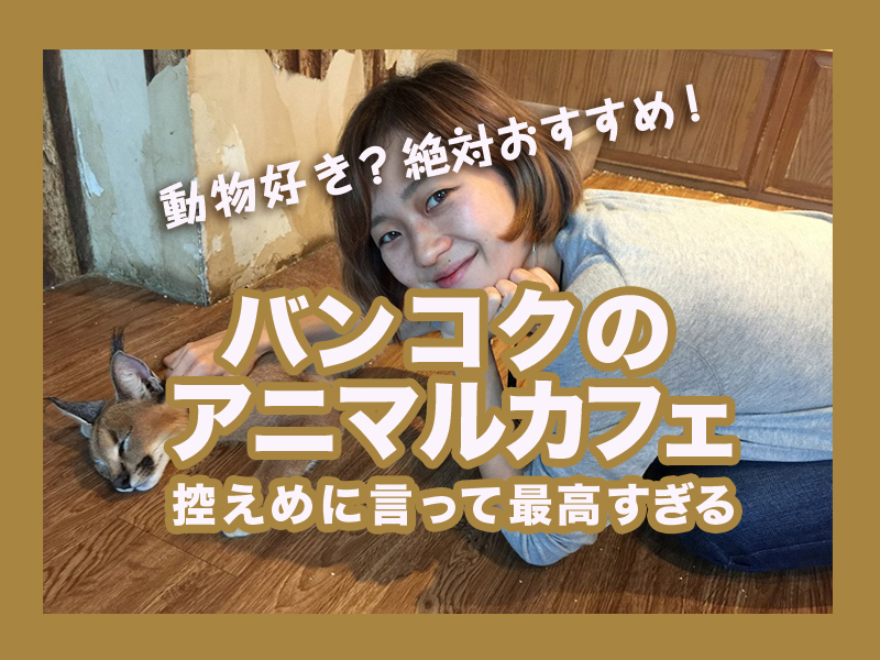 動物好きなら バンコクのアニマルカフェが絶対おすすめ 写真付き Ziccommune 動物好きなら バンコクのアニマルカフェが絶対おすすめ 写真付き Ziccommune